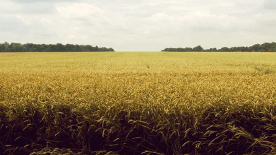 Baking - professional stock photography