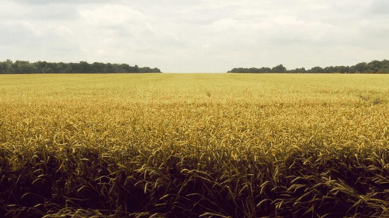 Baking - professional stock photography