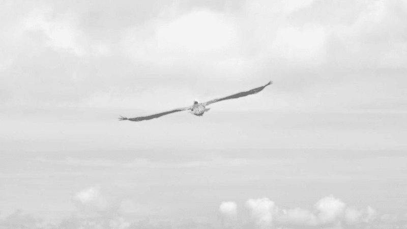 Grilling - professional stock photography