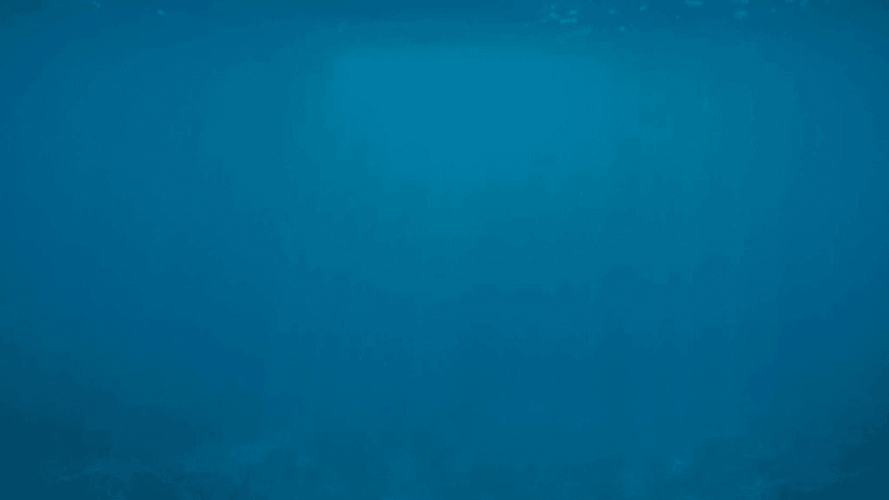 Herbs - professional stock photography