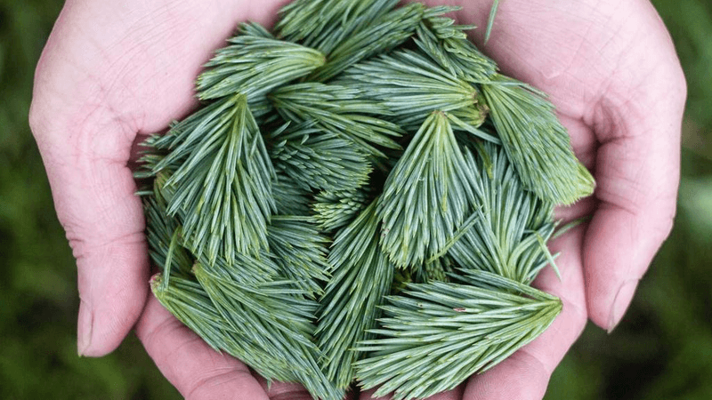 Smoothie - professional stock photography