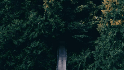 Steak - professional stock photography