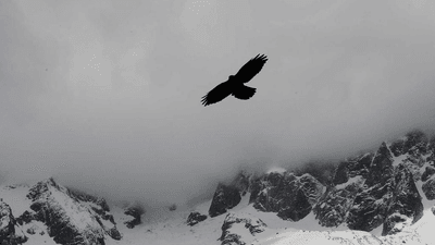 Vegetables - professional stock photography